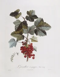 Groselha vermelha (Ribes rubrum), Henry Louis Duhamel du Monceau, placa botânica de Pierre Jean Francois Turpin