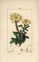 Rhododendron geant - Rosebay, Hymenanthes maxima (Rhododendron maximum), com flor, caule espinhoso, folha e semente. Gravura em chapa de cobre colorida à mão por Lambert Junior a partir de um desenho de Pierre Jean-Francois Turpin de Chaumeton, Poiret e Ch