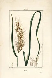 Arroz - Arroz, Oryza sativa, com folha, semente e talo. Gravura em chapa de cobre colorida à mão por Lambert Junior a partir de um desenho de Pierre Jean-Francois Turpin de Chaumeton, Poiret e Chamberet "La Flore Medicale", Paris, Panckoucke