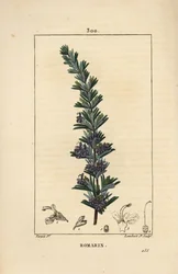 Alecrim - Rosemary, Rosmarinus officinalis, com flor, folha e talo. Gravura de chapa de cobre colorida à mão por Lambert Junior a partir de um desenho de Pierre Jean-Francois Turpin de Chaumeton, Poiret e Chamberet "La Flore Medicale", Paris, Panck