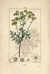 Rue des jardins ou Rue fetide - Rue ou erva da graça, Ruta graveolens, mostrando flor, folha, talo, semente e contorno. Gravura de chapa de cobre colorida à mão por Lambert Junior a partir de um desenho de Pierre Jean-Francois Turpin de Chaumeton, Poiret e