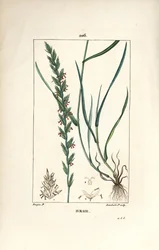 Erva de centeio, Gramen loliaceum. Gravura de chapa de cobre colorida à mão por Lambert Junior a partir de um desenho de Pierre Jean-Francois Turpin de Chaumeton, Poiret e Chamberet "La Flore Medicale", Paris, Panckoucke