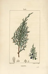 Sabine juniper, Juniperus sabina, com baga, folha, caule e semente. Gravura em chapa de cobre colorida à mão por Lambert Junior a partir de um desenho de Pierre Jean-Francois Turpin de Chaumeton, Poiret e Chamberet "La Flore Medicale", Paris, Panckoucke