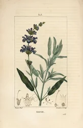 Sage officinale - Sálvia officinalis, com flor, folha, talo e semente. Gravura em chapa de cobre colorida à mão por Lambert Junior a partir de um desenho de Pierre Jean-Francois Turpin de Chaumeton, Poiret e Chamberet, "La Flore Medicale,".