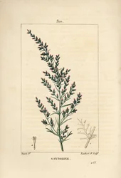 Sagebrush variete - Wormseed ou Tatarian southwood, Artemisia santonicum. Gravura em chapa de cobre colorida à mão por Lambert Junior a partir de um desenho de Pierre Jean-Francois Turpin de Chaumeton, Poiret e Chamberet "La Flore Medicale", Paris, Pa