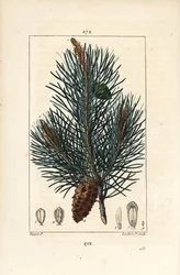 Pinheiro silvestre - Pinheiro bravo ou pinheiro silvestre, Pinus sylvestris, com ramo, agulha e pinha. Gravura em chapa de cobre colorida à mão por Lambert Junior a partir de um desenho de Pierre Jean-Francois Turpin de Chaumeton, Poiret e Chamberet de "La