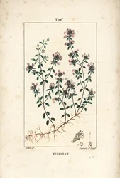 Serpoleta ou serpoleta de tomilho - Tomilho rastejante ou tomilho selvagem, Thymus serpyllum, com flor, folha, caule e raiz. Gravura em chapa de cobre colorida à mão por Lambert Junior a partir de um desenho de Pierre Jean-Francois Turpin de Chaumeton, Poi