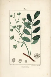 Simarouba bitere - Marupa ou bitterwood, Simarouba amara (Quassia simaruba) com flor, folha, ramo e semente. Gravura em chapa de cobre colorida à mão por Lambert Junior a partir de um desenho de Pierre Jean-Francois Turpin de Chaumeton, Poiret e Chamberet"