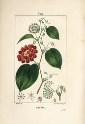 Variedade Smilax - Chinês smilax, porcelana Smilax, com flor, gavinha, folha e fruto. Gravura em chapa de cobre colorida à mão por Lambert Junior a partir de um desenho de Pierre Jean-Francois Turpin de Chaumeton, Poiret e Chamberet "La Flore Medicale,".