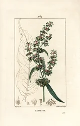 Spinard sorrel ou patience des moines - Doca da paciência, Rumex patientia, com flor, caule, folhas, sementes e contorno de folhas. Gravura de chapa de cobre colorida à mão por Lambert Junior a partir de um desenho de Pierre Jean-Francois Turpin de Chaumet