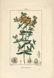 Hipericão, Hipericão ou Hipericão - Hipericão perfurado, Hipericão perfurado, Hipericão perforatum. Gravura em chapa de cobre colorida à mão por Lambert Junior a partir de um desenho de Pierre Jean-Francois Turpin de Chaumeton, Poiret e Chambere.