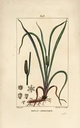 Bandeira de cheiro doce, Acorus calamus, com semente, folha e raiz. Gravura em chapa de cobre colorida à mão por Lambert Junior a partir de um desenho de Pierre Jean-Francois Turpin de Chaumeton, Poiret e Chamberet "La Flore Medicale", Paris, Panckoucke