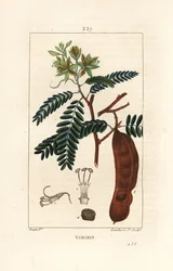 Tamarind - Tamarind, Tamarindus indica, flor de sombra, folha e cápsula de semente. Gravura em chapa de cobre colorida à mão por Lambert Junior a partir de um desenho de Pierre Jean-Francois Turpin de Chaumeton, Poiret e Chamberet "La Flore Medicale", Pari