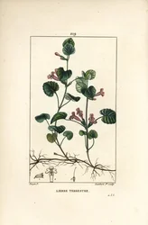Hera-terrestre - Hera-terrestre, Hedera terrestris. Gravura pontilhada em chapa de cobre, colorida à mão por Lambert Junior a partir de um desenho de Pierre Jean-François Turpin, de «La Flore Médicale» de Chaumeton, Poiret e Chamberet, Paris, Panckoucke