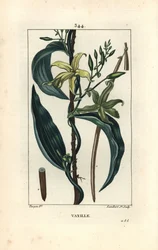 Baunilha - Orquídea de baunilha, Epidendron baunilha, com flor, folha, seedpod. Gravura de chapa de cobre colorida à mão por Lambert Junior a partir de um desenho de Pierre Jean-Francois Turpin de Chaumeton, Poiret e Chamberet "La Flore Medicale", Paris, P