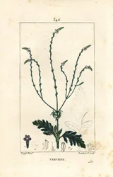 Verbena ou Erva Sagrada, Vénus ou Erva Feiticeira - Vervain, Verbena officinalis. Gravura em chapa de cobre colorida à mão por Lambert Junior a partir de um desenho de Pierre Jean-Francois Turpin de Chaumeton, Poiret e Chamberet, "La Flore Medicale," Par