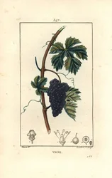 Vinha - Uva, Vitis vinifera, com fruto, folha, gavinha e caule. Gravura de chapa de cobre colorida à mão por Lambert Junior a partir de um desenho de Pierre Jean-Francois Turpin de Chaumeton, Poiret e Chamberet "La Flore Medicale", Paris, Panckouc