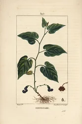Virginia Snakeroot - Snakeroot da Virgínia, serpente Aristolochia, com flor, folha, talo, semente e raiz. Gravura em chapa de cobre colorida à mão por Lambert Junior a partir de um desenho de Pierre Jean-Francois Turpin de Chaumeton, Poiret e Chamberet