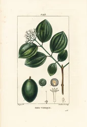 Vomiker - Árvore de estricnina ou noz envenenada, Strychnos nux-vomica, com fruto, semente, folha e flor. Gravura em chapa de cobre colorida à mão por Lambert Junior a partir de um desenho de Pierre Jean-Francois Turpin de Chaumeton, Poiret e Chamberet de 