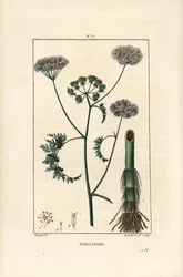 Gotas de água ou cicuta de água, Oenanthe aquatica (Phellandrium aquatica), com flor, folha, talo e raiz. Gravura em chapa de cobre colorida à mão por Lambert Junior a partir de um desenho de Pierre Jean-Francois Turpin de Chaumeton, Poiret e Chamberet