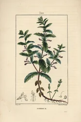 Germandree de água - Germe de água, Teucrium scordium, mostrando flor, folha, talo e raízes. Gravura em chapa de cobre colorida à mão por Lambert Junior a partir de um desenho de Pierre Jean-Francois Turpin de Chaumeton, Poiret e Chamberet de "La Flore Med