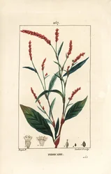 Water pepper knotwee - Water-pepper, Persicaria hydropiper (Polígono hidropiper), com flor, caule e folha. Gravura em chapa de cobre colorida à mão por Lambert Junior a partir de um desenho de Pierre Jean-Francois Turpin de Chaumeton, Poiret e Chamberet".