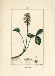 Trefoil de água ou menyanth water trefoil - Mars trefoil, Menyanthes trifoliata. Gravura em chapa de cobre colorida à mão por Lambert Junior a partir de um desenho de Pierre Jean-Francois Turpin de Chaumeton, Poiret e Chamberet, "La Flore Medicale", Paris,