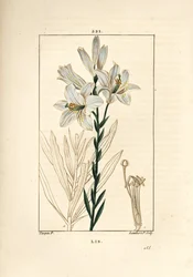 lírio branco ou lírio de madonna - lírio branco, lírio de Lilium candidum. Gravura em chapa de cobre colorida à mão por Lambert Junior a partir de um desenho de Pierre Jean-Francois Turpin de Chaumeton, Poiret e Chamberet "La Flore Medicale", Paris, Pancko