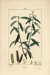 Salgueiro Branco ou Prateado, Vime Branco - Salgueiro branco, Salix alba, com folha, flor, peles de gato macho e fêmea, frutos e sementes. Gravura de chapa de cobre colorida à mão por Lambert Junior a partir de um desenho de Pierre Jean-Francois Turpin de 