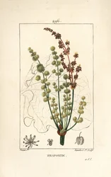 Ruibarbo selvagem - ruibarbo rapôntico ou falso ruibarbo, Rheum rhapontium, com flor, caule, semente e contorno da folha. Gravura em cobre pontilhada, colorida à mão, por Lambert Junior, a partir de um desenho de Pierre Jean-François Turpin, de «La» de