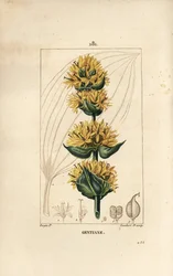Yellow Gentian ou Great Gentian - Gentian, Gentiana lutea. Gravura em chapa de cobre colorida à mão por Lambert Junior a partir de um desenho de Pierre Jean-Francois Turpin de Chaumeton, Poiret e Chamberet "La Flore Medicale", Paris, Panckoucke