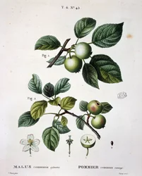 Apple mier commun sauvage - in "Nouveau Duhamel du Monceau ou traité des arbres et shrustes que le culture en France", figuras de acordo com desenhos de P.J. Redoute e P. Bessa, Paris