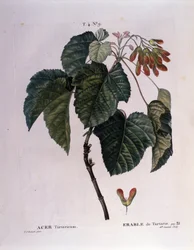 Botânico: Ramo Maple. Placa retirada de "Nouveau Duhamel du Monceau ou Treats Treats Trees and Shrubs Cultivted in France" Watercolour de Pierre Joseph Redoute (1759-1840) 1819