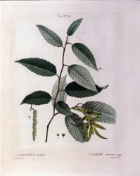 Botânico: ramo do encanto. Placa retirada de "Nouveau Duhamel du Monceau ou Treats Treats Trees and Shrubs Cultivted in France" Watercolour de Pierre Joseph Redoute (1759-1840) 1819