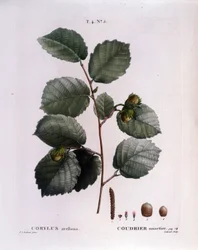 Botânico: ramo de avelã. Placa retirada de "Nouveau Duhamel du Monceau ou Treats Treats Trees and Shrubs Cultivted in France" Watercolour de Pierre Joseph Redoute (1759-1840) 1819