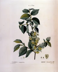 Botânica: ramo de olmo. Placa retirada de "Nouveau Duhamel du Monceau ou Treats Treats Trees and Shrubs Cultivted in France" Watercolour de Pierre Joseph Redoute (1759-1840) 1819