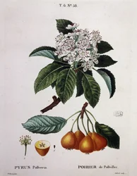 Poirier de Pollviller - em "Nouveau Duhamel du Monceau ou traité des arbres et shrustes que le culture en France", figuras segundo os desenhos de P.J. Redoute e P. Bessa, Paris