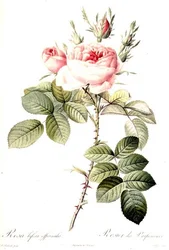 Rosa Bifera Officinalis, gravada por Langlois, publicada pela Remond (gravação a cores)