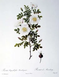 Rosa Pimpinellifolia Mariaeburgensis, gravada por Chapuy, de 