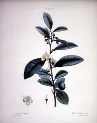 Thea Bohea - The Bou by Redoute. - em "Nouveau Duhamel du Monceau ou traité des arbres et shrustes que le culture en France", figuras segundo os desenhos de P.J. Redoute et P. Bessa, Paris