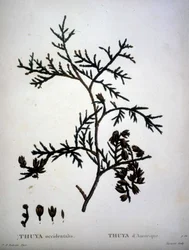 Thuja occidentalis ou Thuja americana - em "Nouveau Duhamel du Monceau ou traité des arbres et shrustes que le culture en France", figuras de acordo com desenhos de P.J. Redoute e P. Bessa