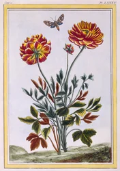 Uma variedade de papoula amarela com flores duplas, c.1776 (gravura colorida à mão)