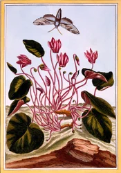 Ciclâmen, pub. 1776.