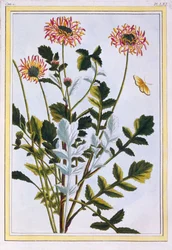 Margarida africana etíope Arctotis, bar. 1776.