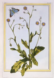 O Erigeron de Filadélfia canadense Fleabane, pub. 1776.