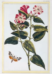La Belle de Nuit Morning Glory, pub. 1776.