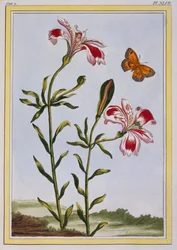 La Fleur Tachete des Incas (Lírio peruano), c.1766 (gravura colorida à mão)