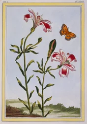 A flor manchada do lírio peruano dos Incas, bar. 1776.