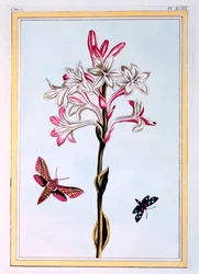 A Tuberosa, pub. 1776.