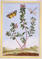 Le Petit arbousier des Alpes Urze da montanha, pub. 1776.